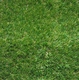 Искусственная трава Condor Charlie 2820